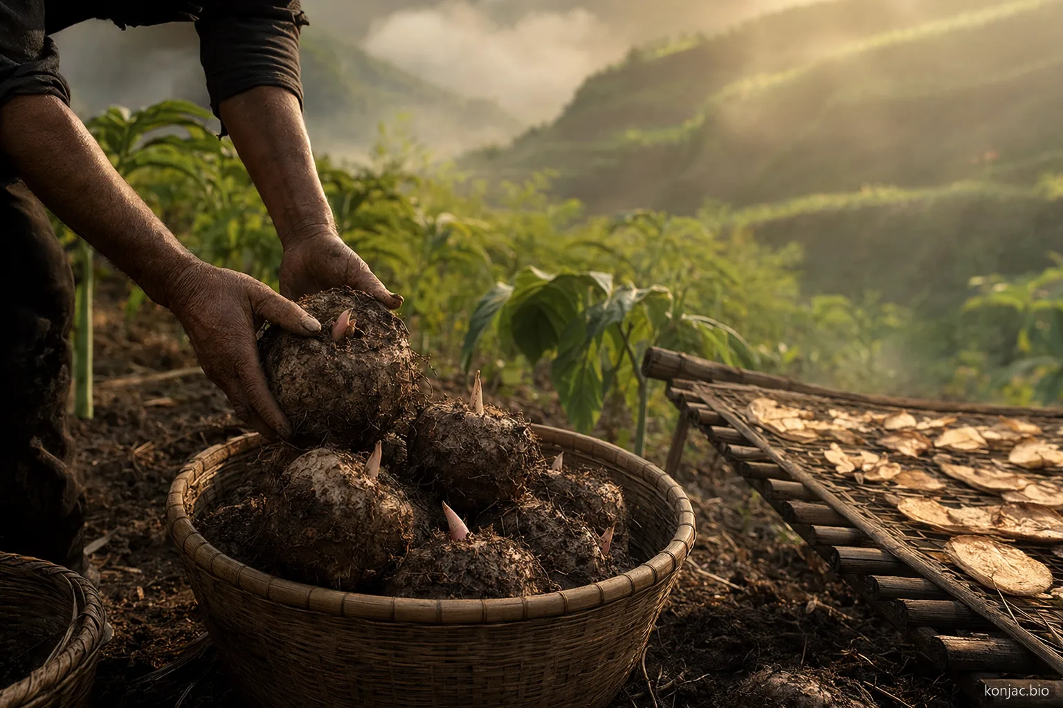 Glucomannan origin begins with harvested konjac corms from terraced fields, where quality starts in the soil.