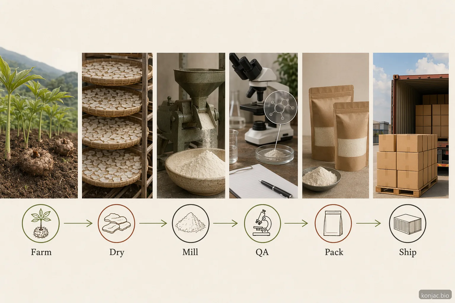 konjac sourcing flow shows farm, milling, QA, packing, and shipping checkpoints for wholesale buyers.