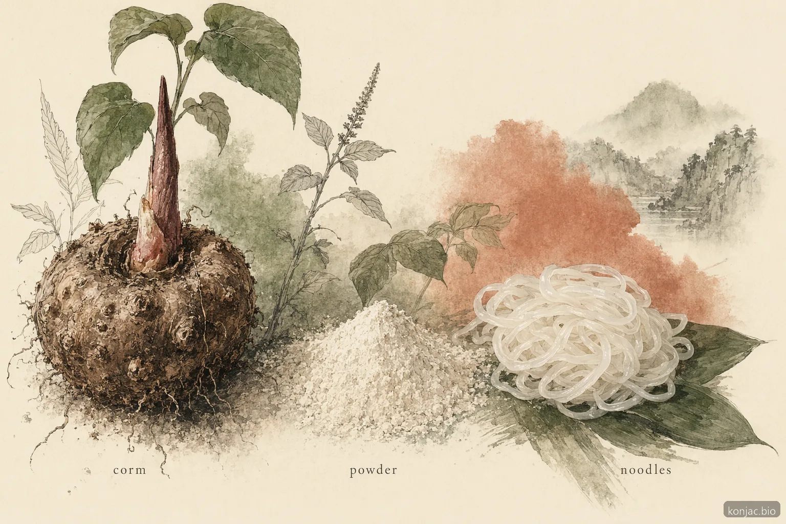 konjac vs shirataki noodles explained: konjac corm becomes powder, then hydrated shirataki noodles