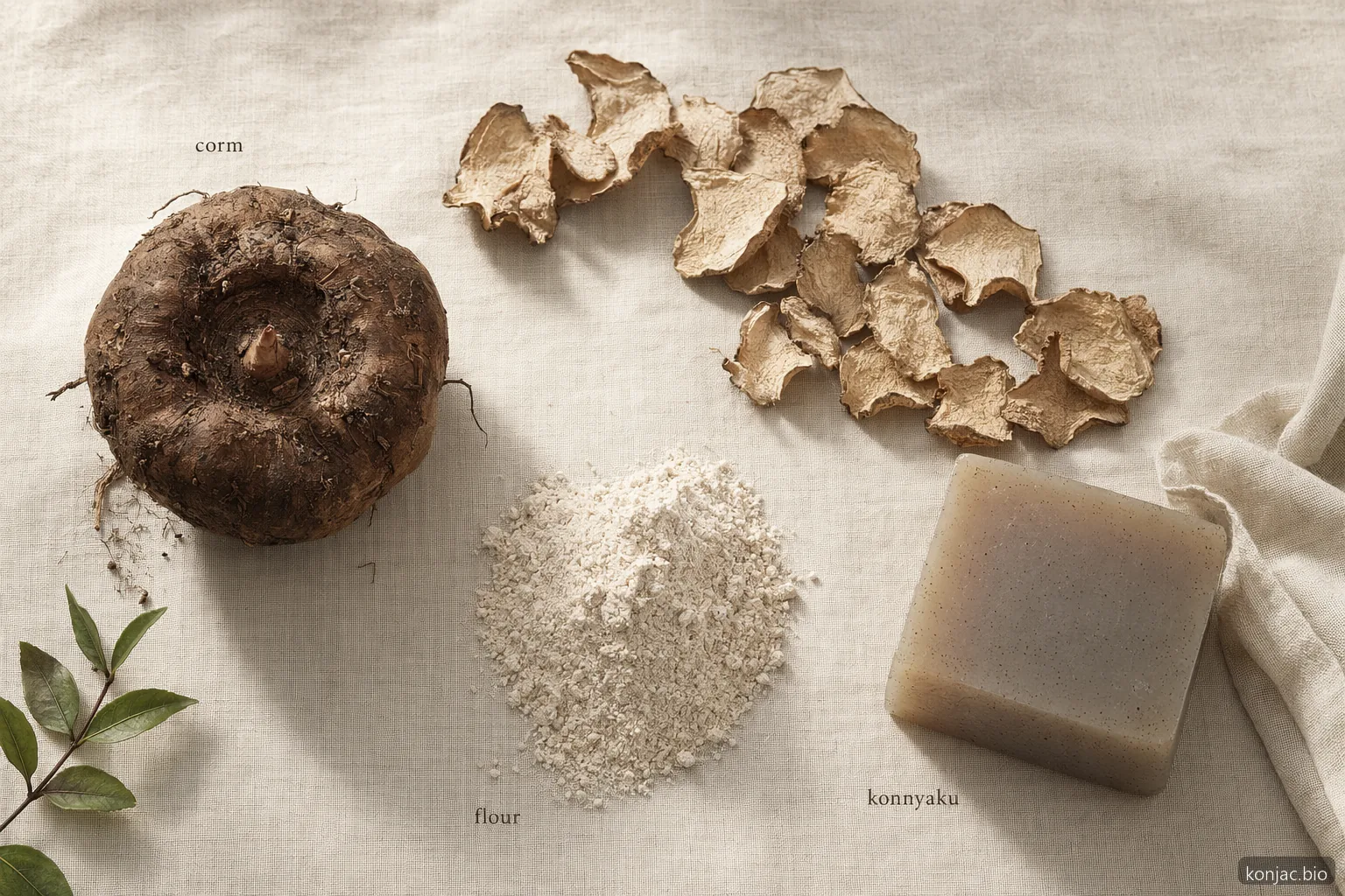 konjac japanese processing turns fresh corm into dried chips, flour, and gel foods such as konnyaku and shirataki