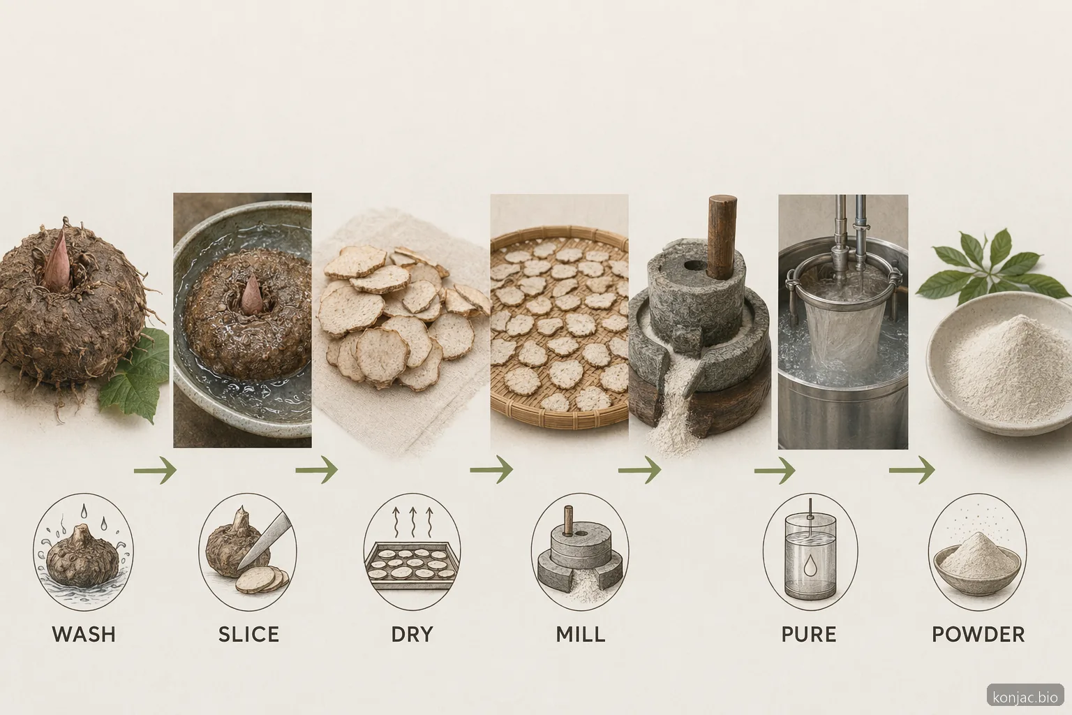 konjac processing flow shows washed corms sliced, dried, milled, purified, and finished as glucomannan powder