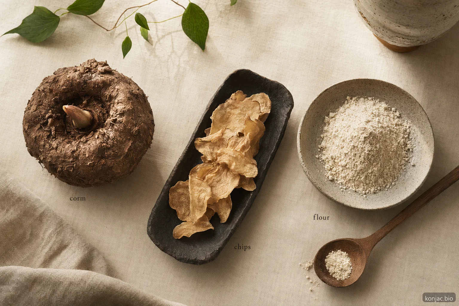Konjac plants are harvested for corms that dry into chips and mill into glucomannan-rich flour.